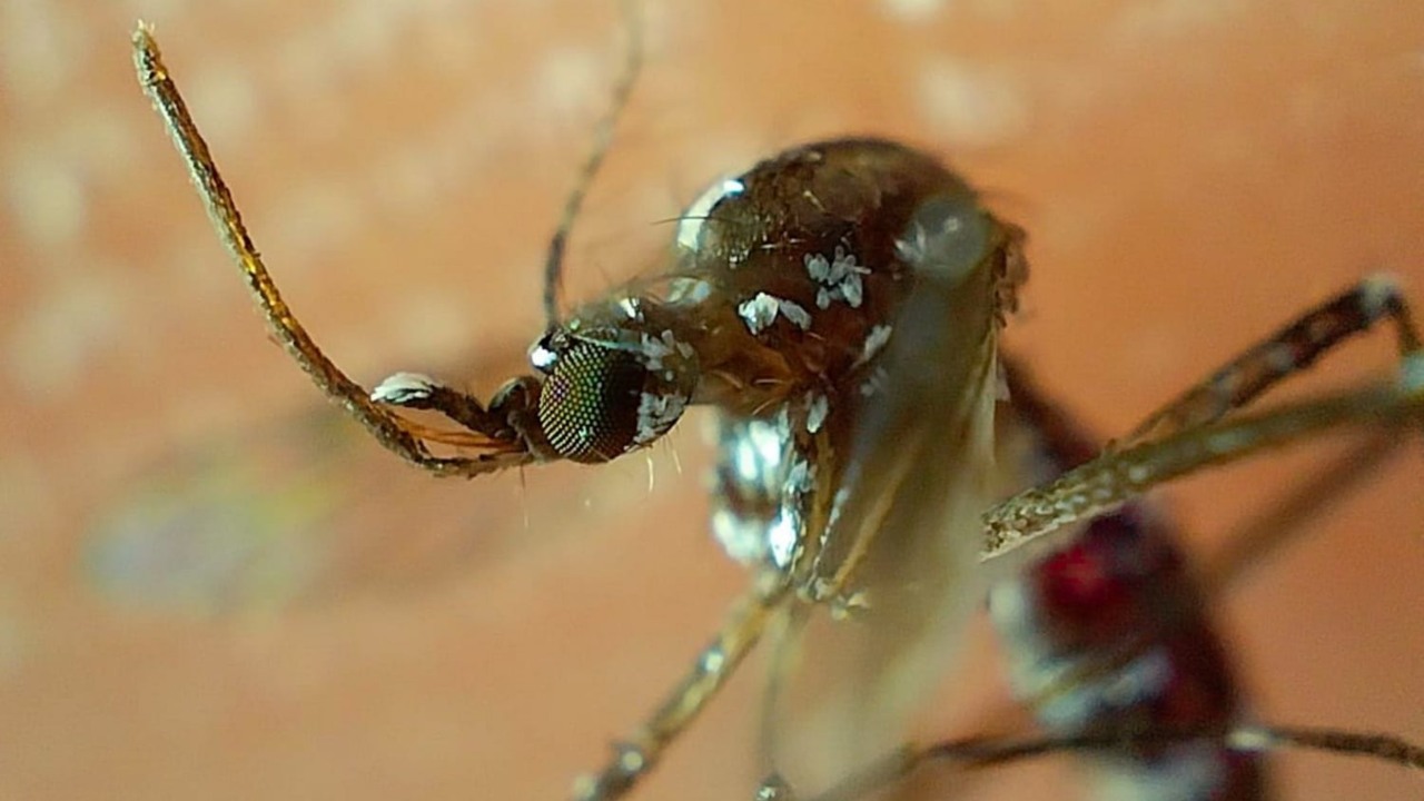 Reporta Salud 66 contagios de dengue en Puebla