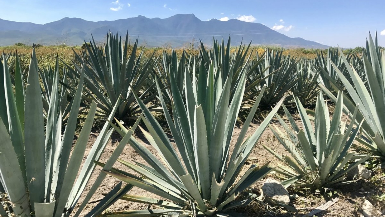 Puebla invirtió 900 millones de pesos en agave mezcalero
