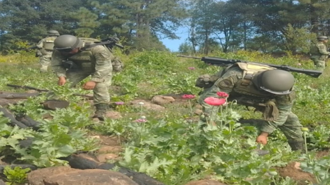 Ejército termina con 168 plantíos de amapola y 79 de marihuana