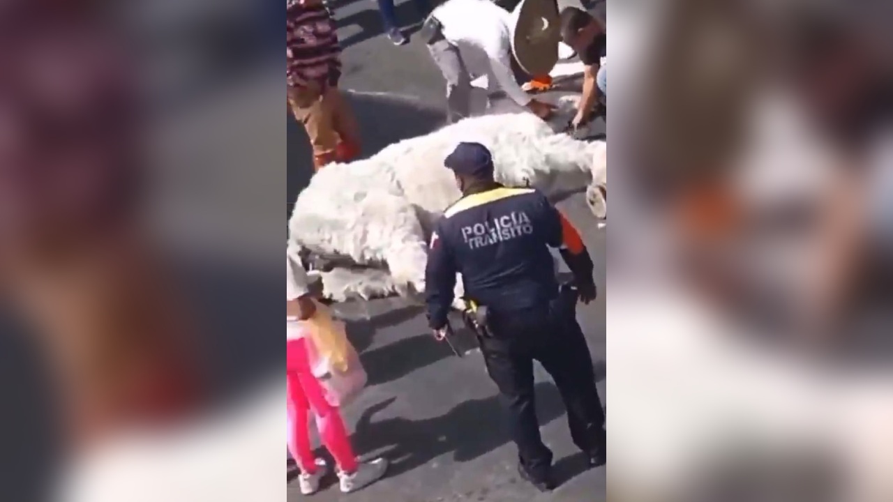 Caballo se desploma en Atlixco mientras jalaba una calandria