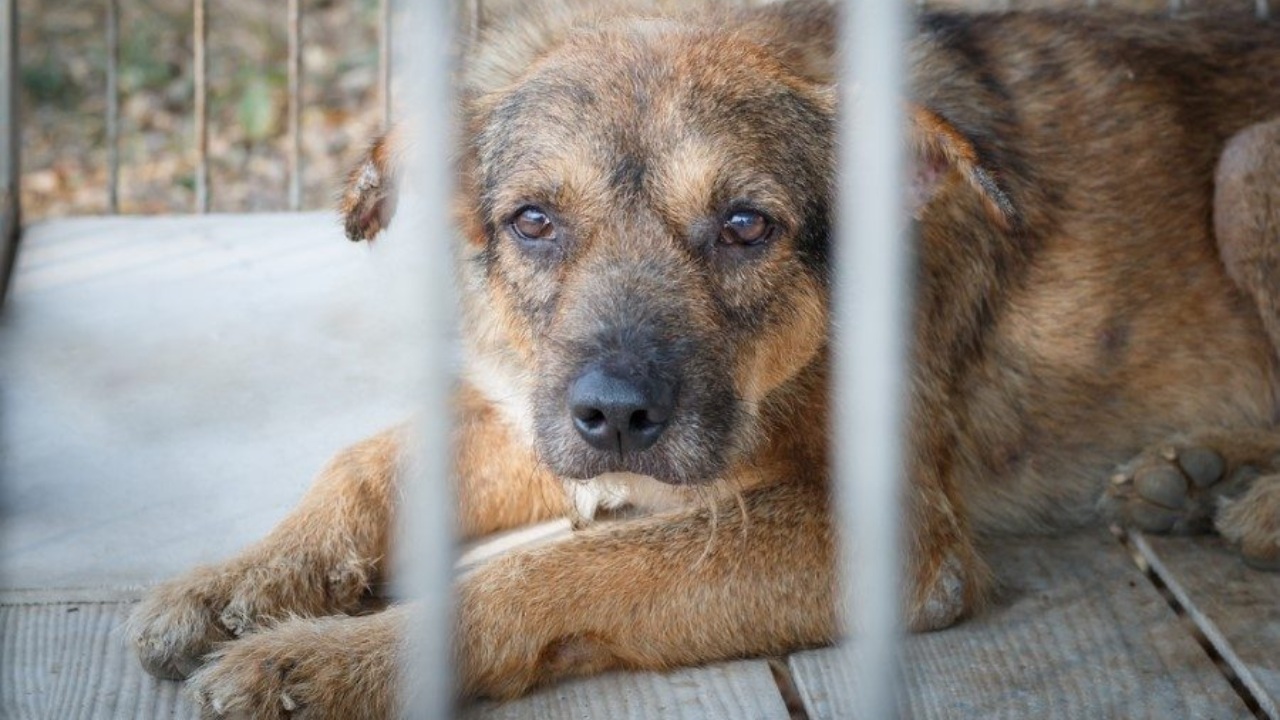 Cero tolerancia a maltrato animal: Michele Islas