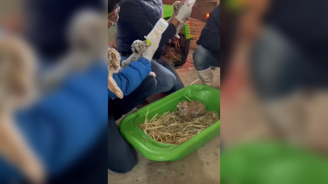 Nace camada de tigres de bengala en Granja Animalia
