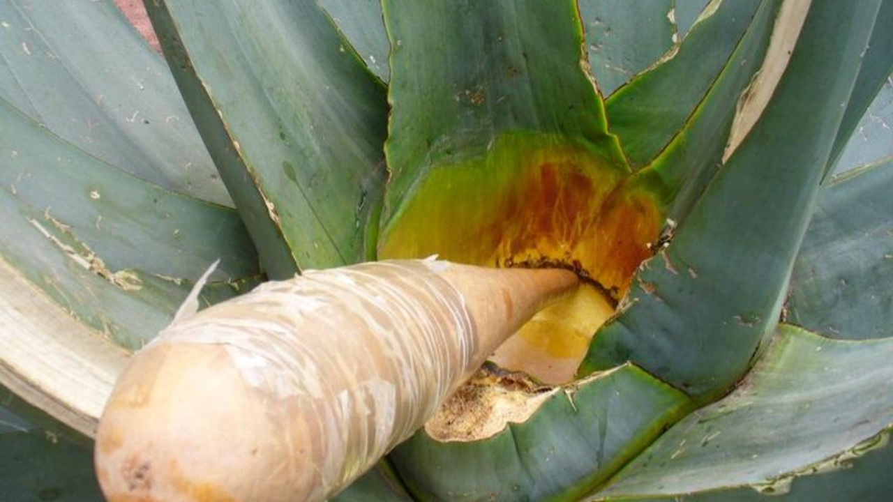 San Mateo Ozolco se prepara para recibir la 12ª Feria del Pulque