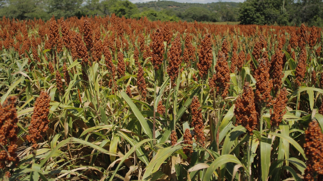 Puebla, referente nacional en producción de sorgo: SDR