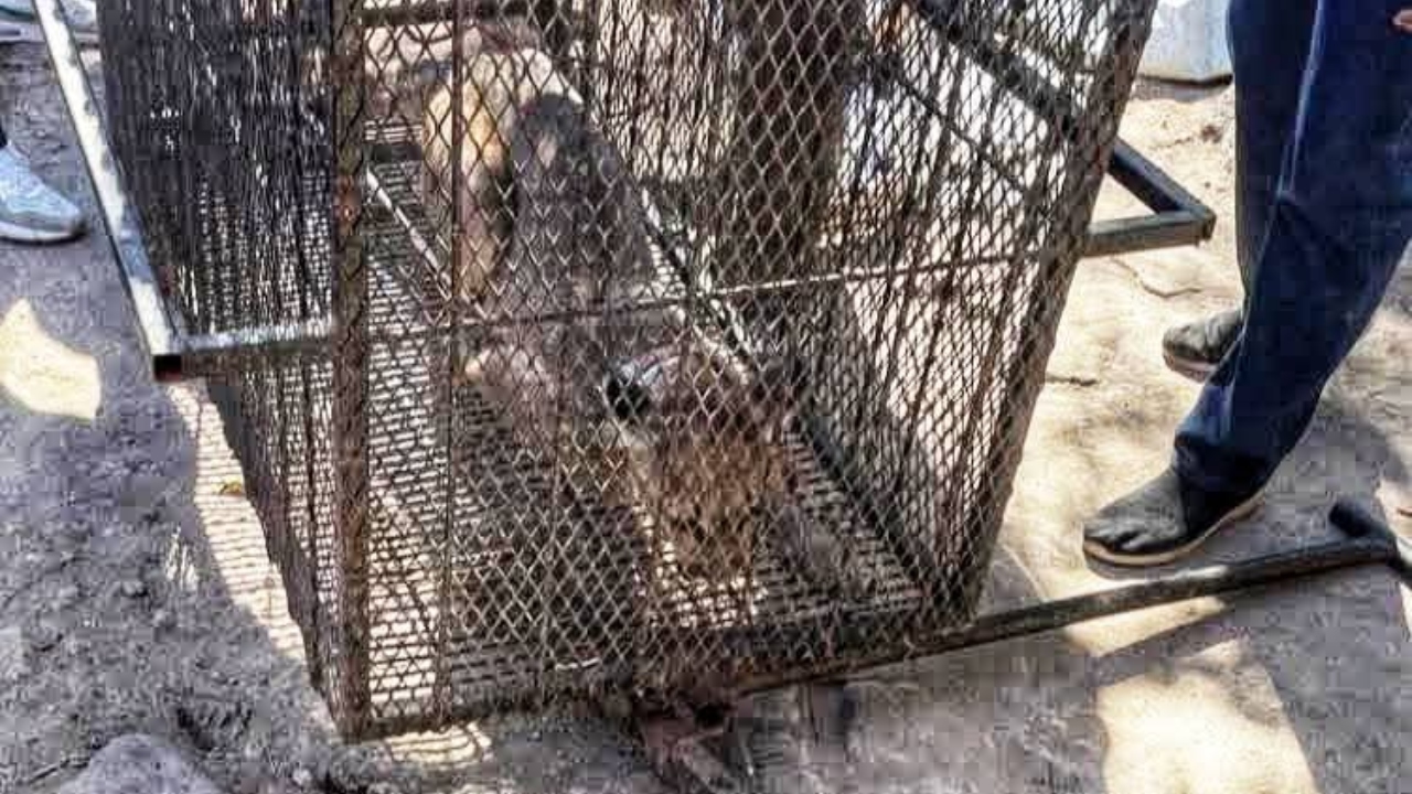 Capturan a puma en Santiago Miahuatlán