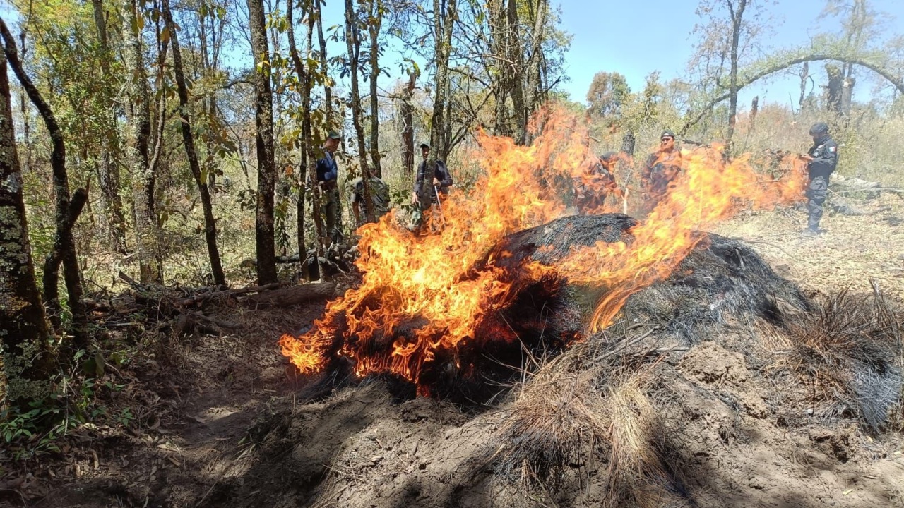 En operativo, decomisan más de 200 troncos ilegales en La Malinche