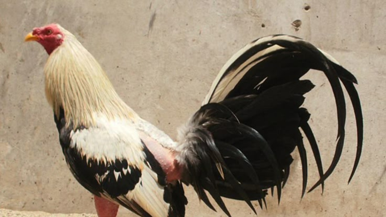 Peleas de gallos quedan fuera de la programación de la Feria de Puebla  