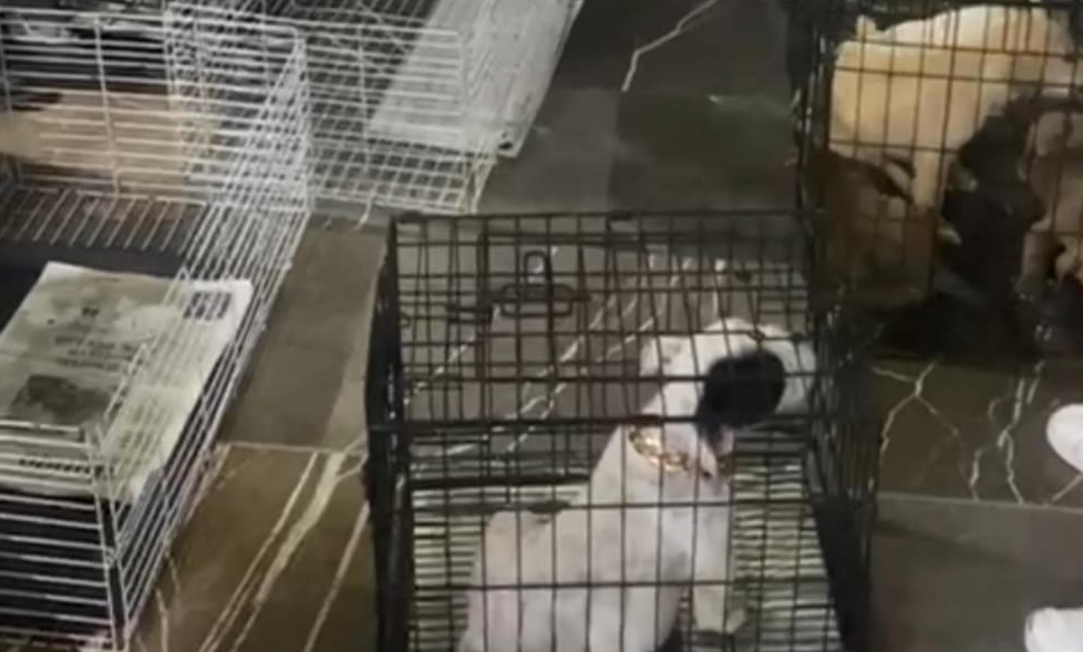 Gobernación municipal decomisa 12 animales en el Barrio de Analco