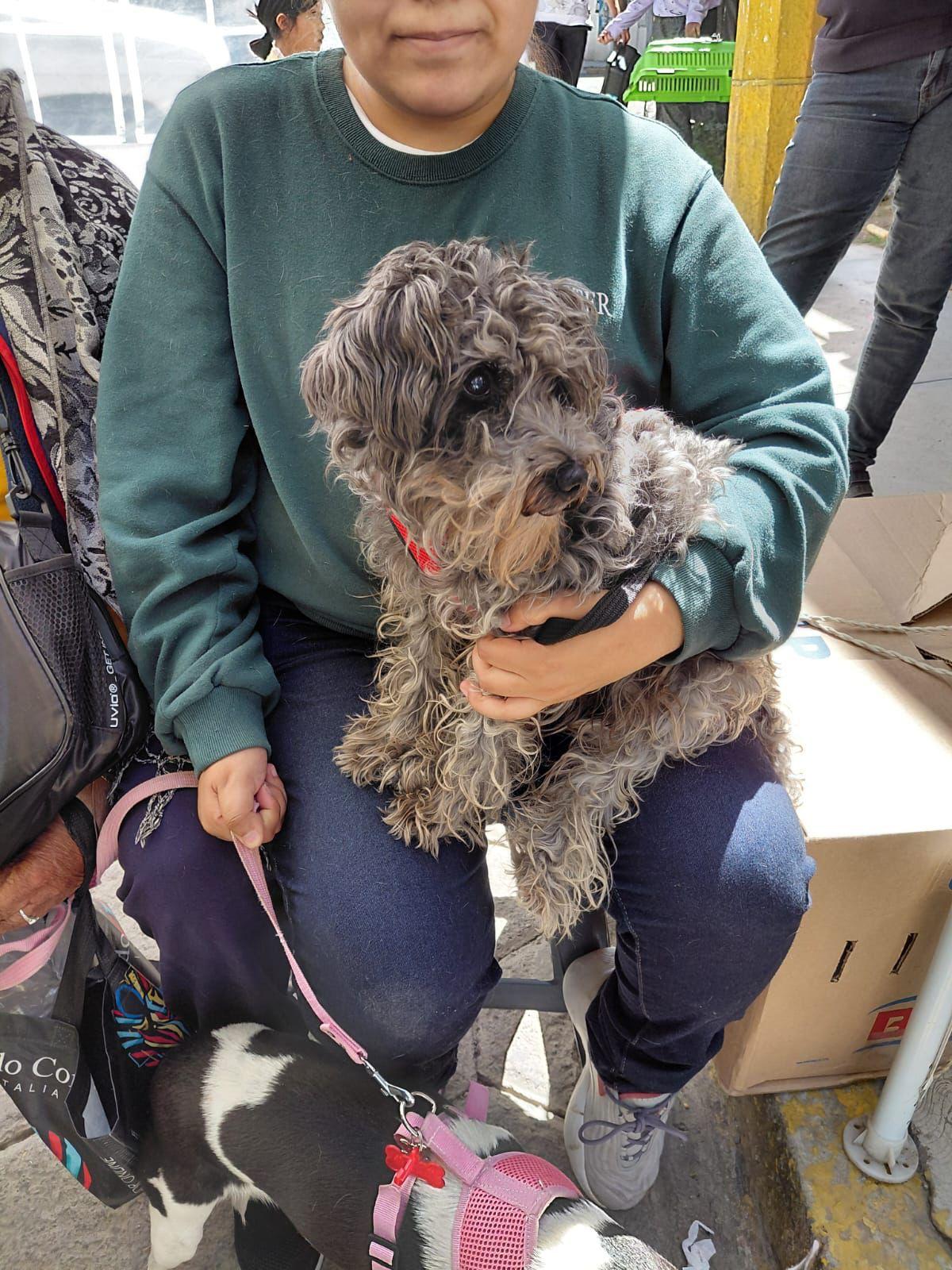 Jornadas de Protección Animal benefician a colonias de Puebla capital