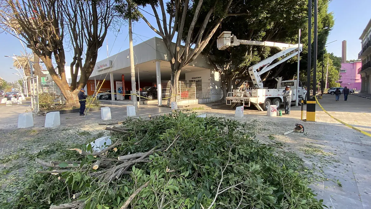 Puebla retirará 3 mil árboles en riesgo y plantará más de 80 mil nuevos ejemplares