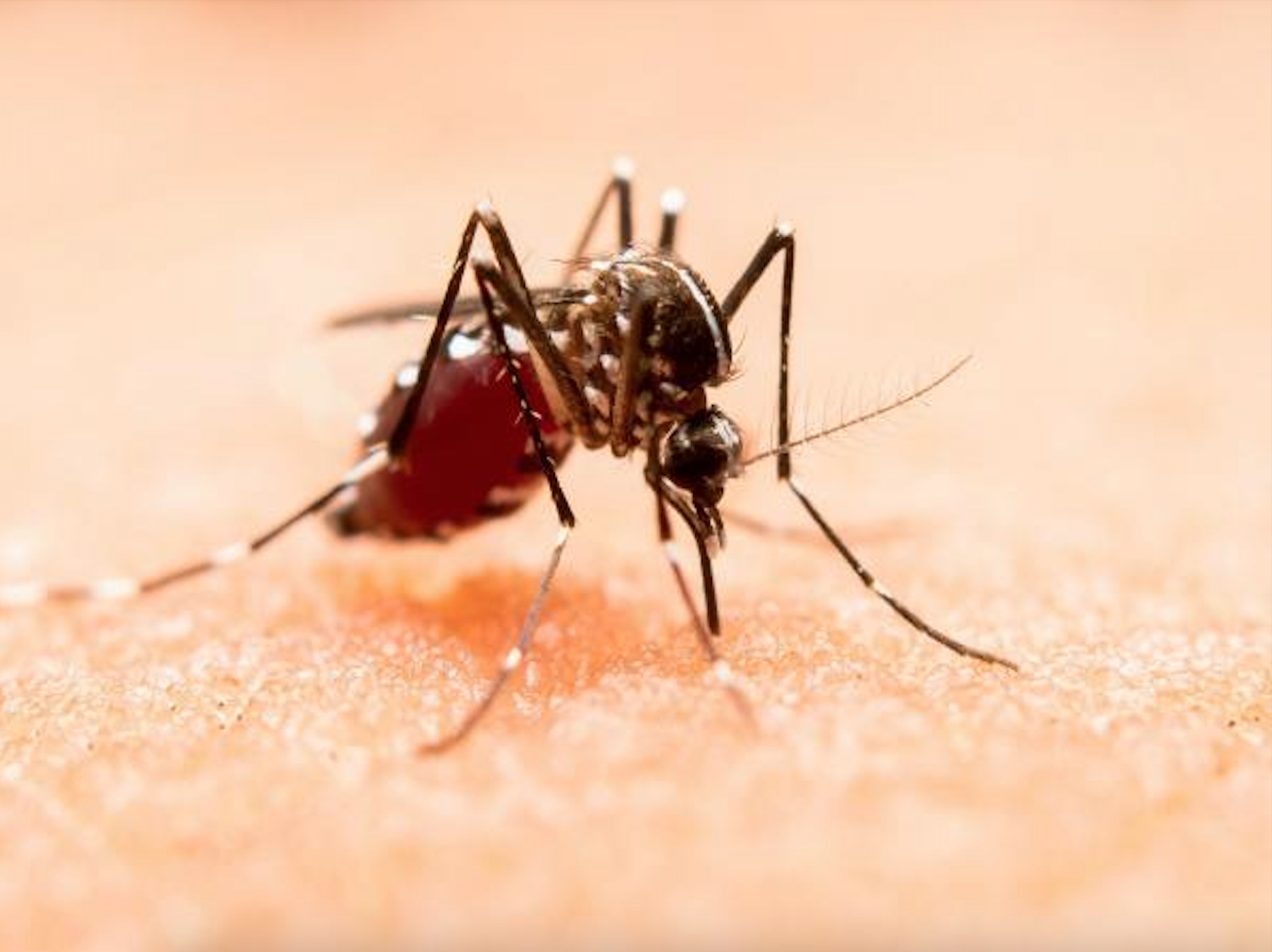Puebla refuerza llamado a acudir al médico ante síntomas de dengue