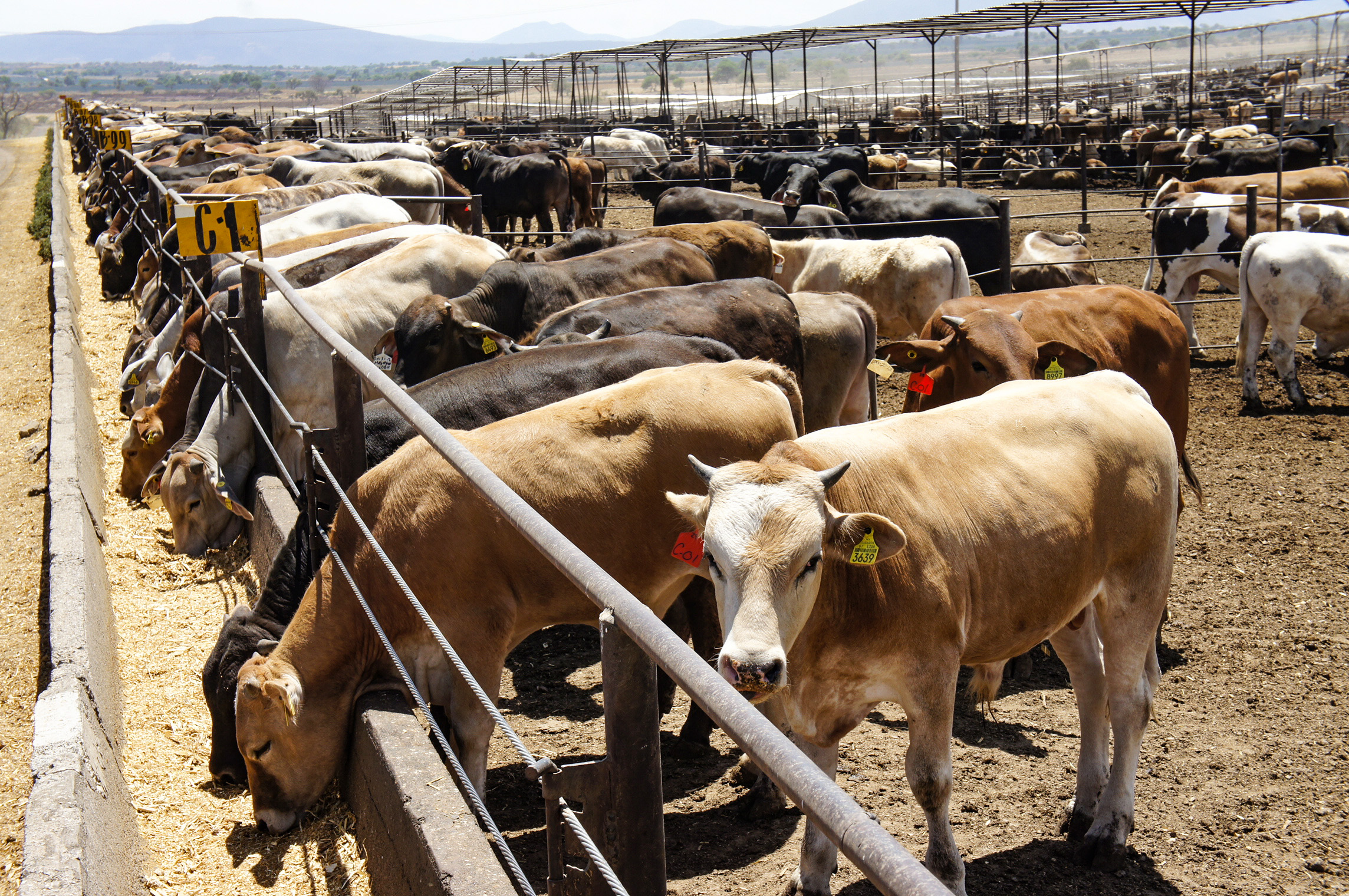 México reabriría exportación de ganado a Estados Unidos en noviembre tras control del gusano barrenado