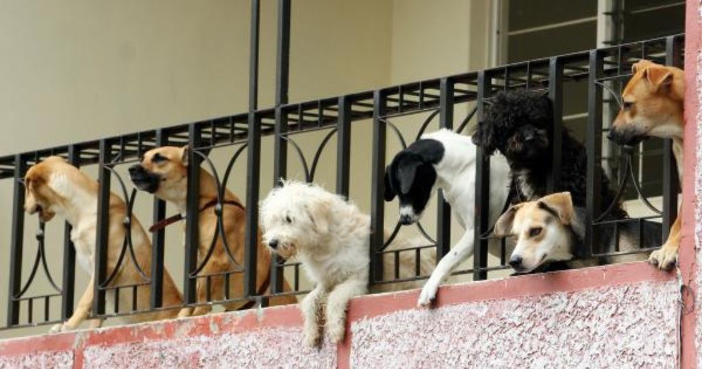 Bajan sacrificios de animales rescatados en Puebla, pero faltan adopciones