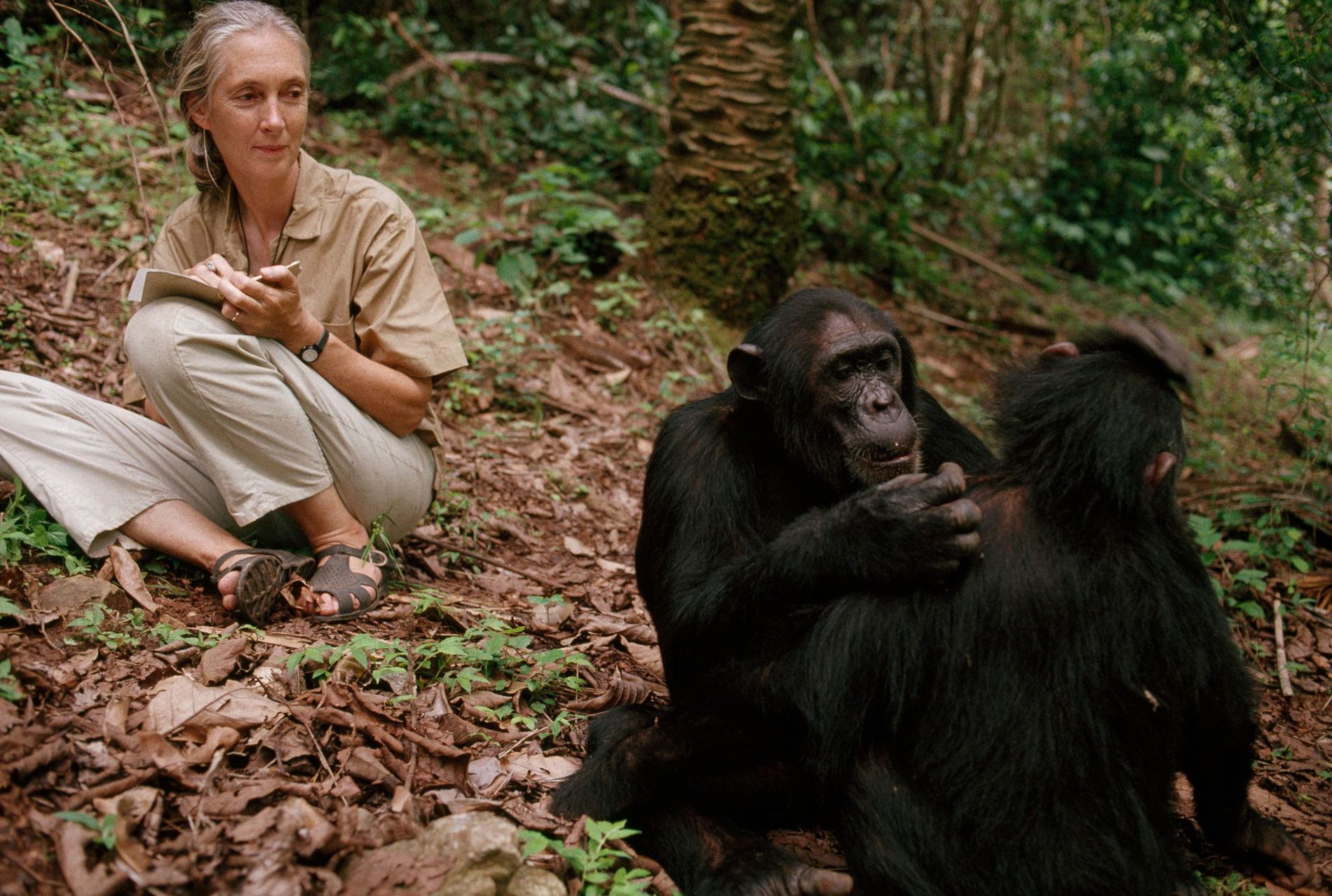 Fallece Jane Goodall, pionera en el estudio de chimpancés y activista ambiental