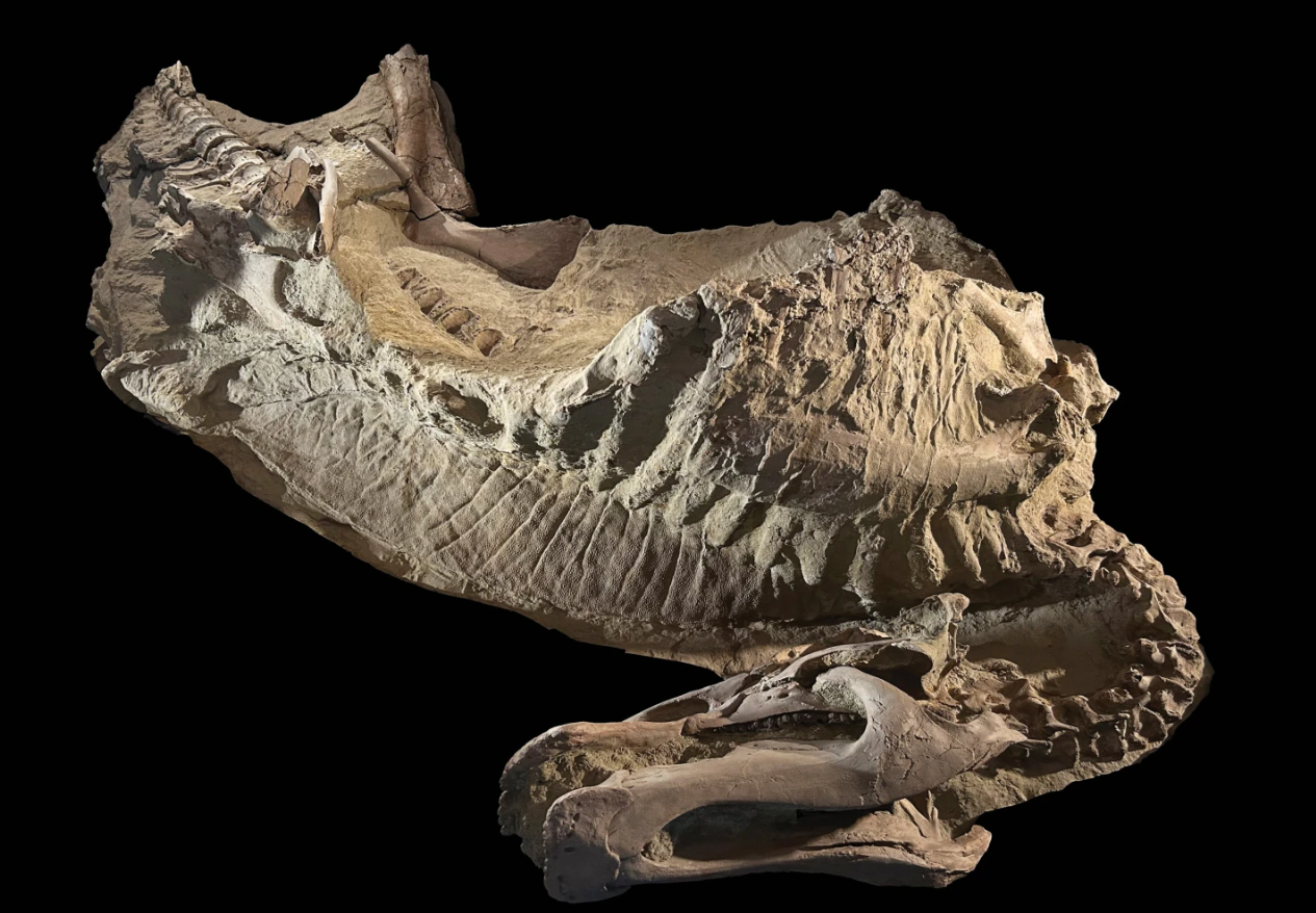 Científicos desentierran a \"Ed Jr.\", la 1ª momia de dinosaurio juvenil