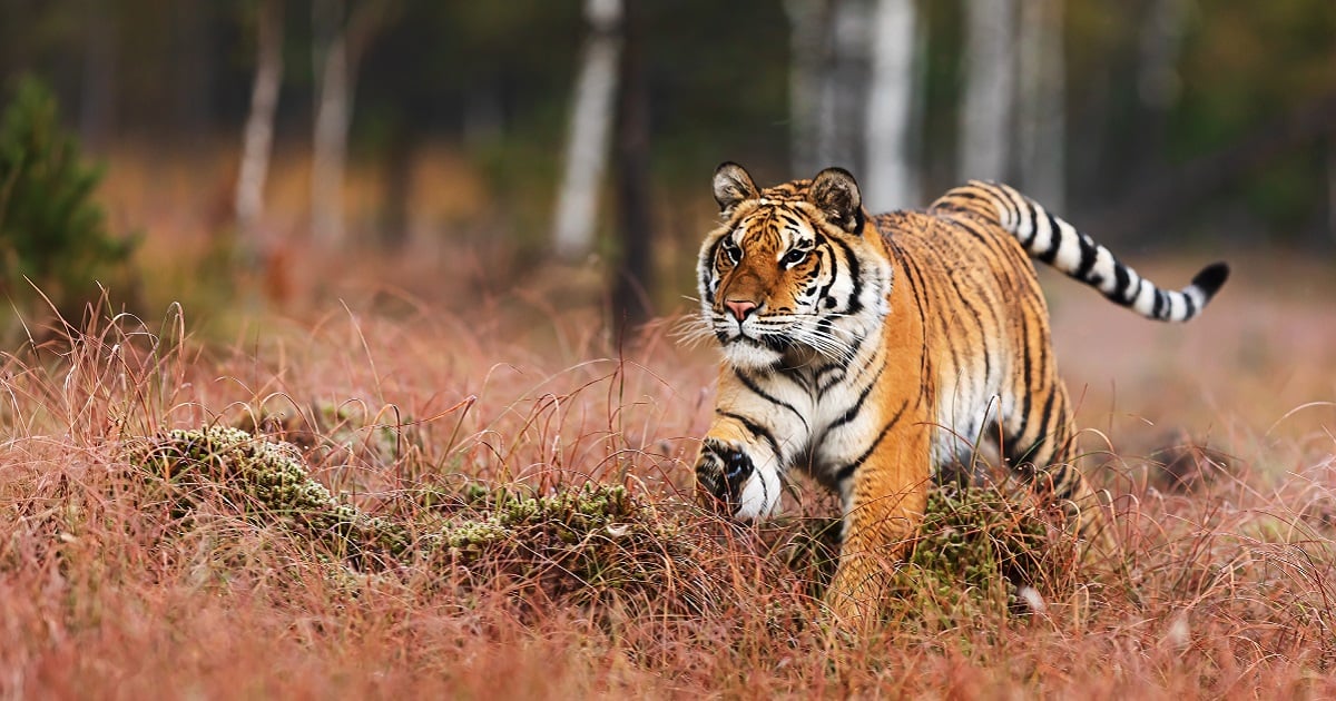 Tigre escapa de zoológico en Xicotepec tras inundaciones