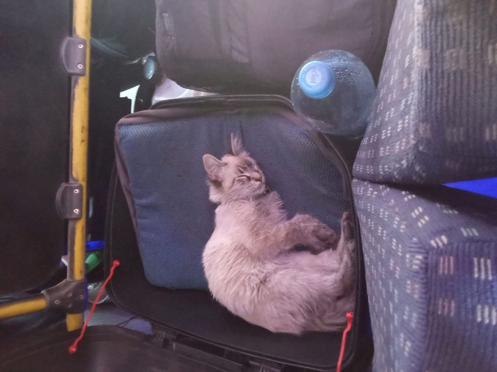 ¡Se robaron al “michi cobrador”! Desaparece Zafiro, el gato más famoso del transporte poblano
