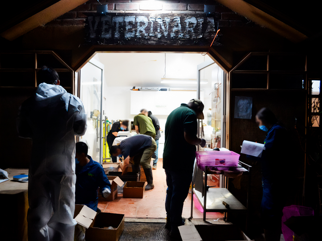 Aseguran en Tijuana más de 700 tortugas enviadas clandestinamente en cajas marcadas como “cosméticos”