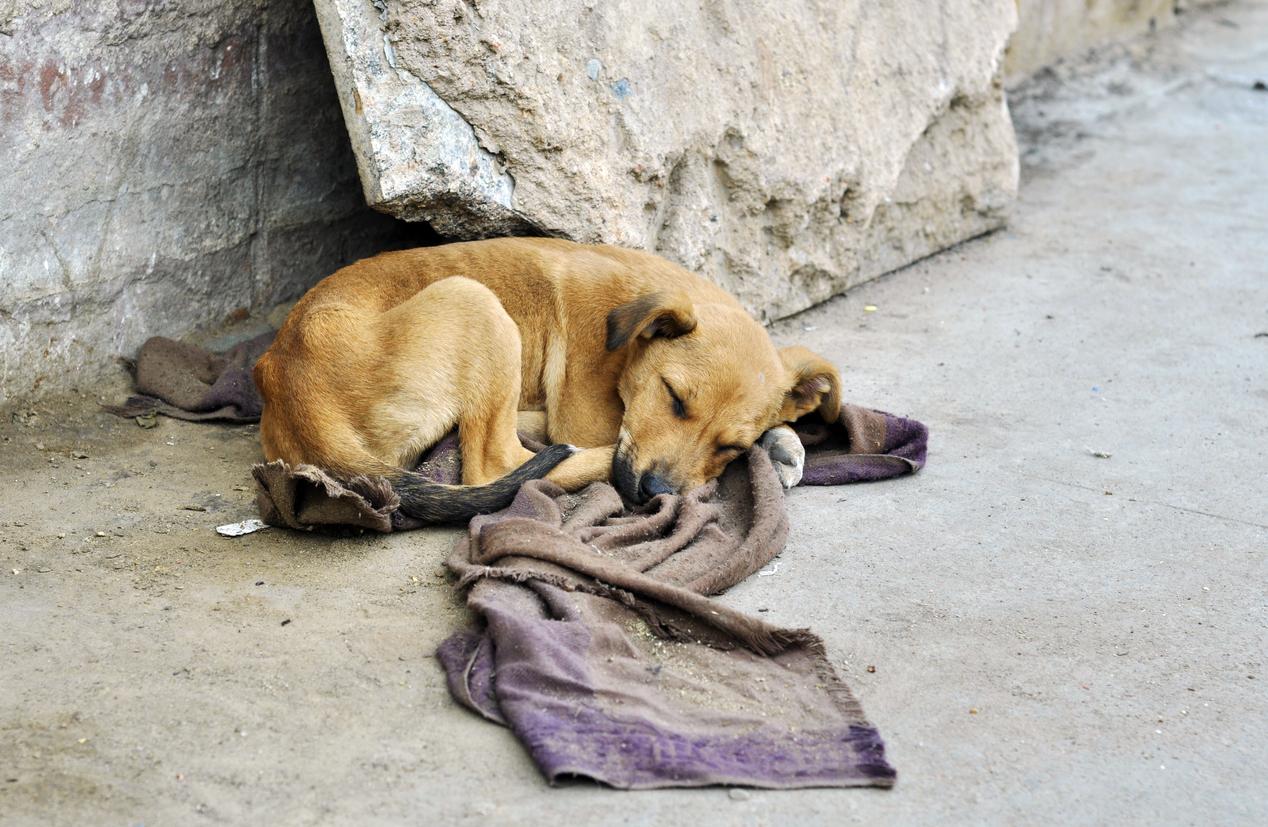 Puebla capital acumula más de 320 denuncias por maltrato animal en la actual administración