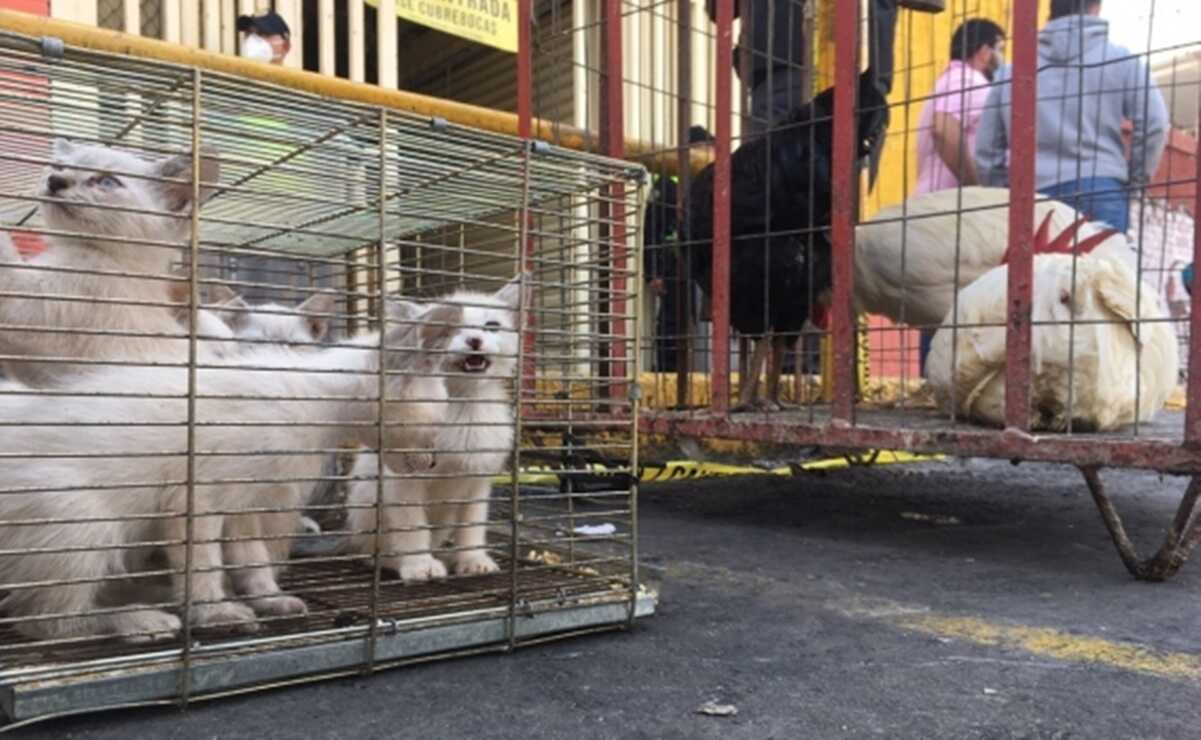 Presenta Ayuntamiento de Puebla tres denuncias por venta ilegal de animales en 2025