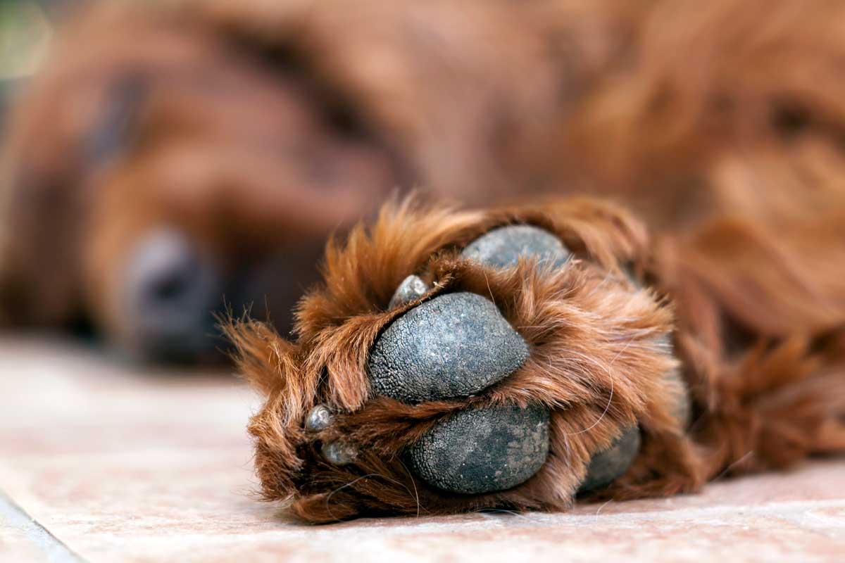 Texmelucan investiga presunto envenenamiento de perros en Tepeyecac