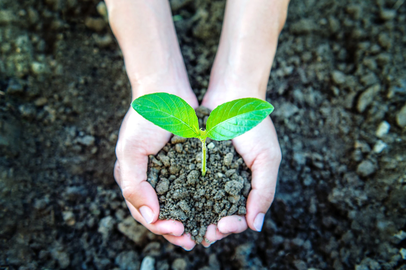 OMC alerta por impacto global del bloqueo en Ormuz: fertilizantes y alimentos en riesgo