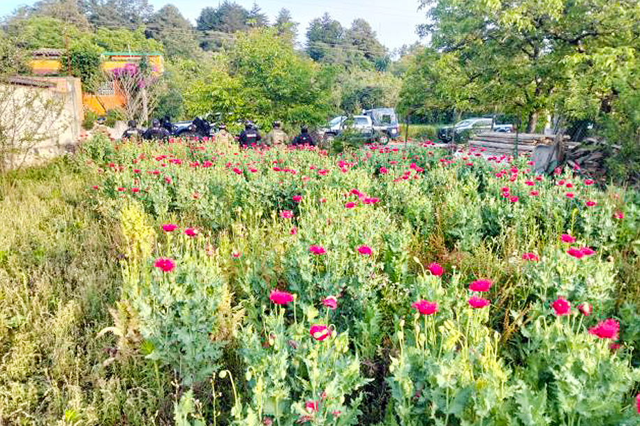 Localizan otro plantío de amapola en Puebla; ahora en Atempan