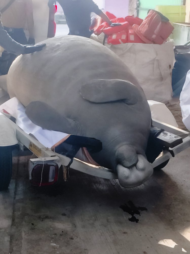 Hallan manatí de 500 kilos sin vida en Veracruz; Profepa descarta intoxicación por hidrocarburos